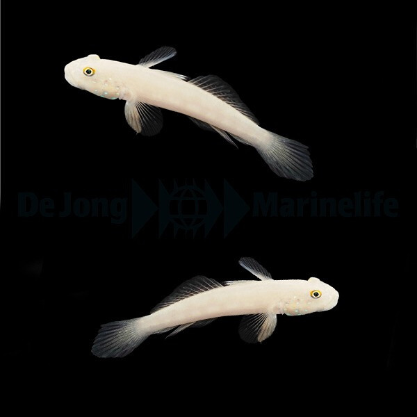 Valenciennea sexguttata (Pair) - Sechspu box