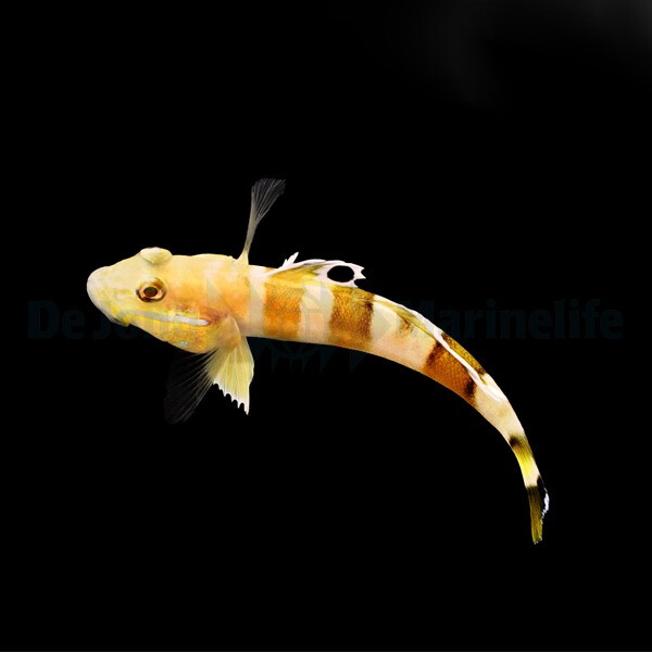 Valenciennea wardii - Breitband-Schläfergrundel