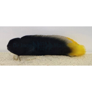 Enchelyurus flavipes - Gelbschwanz-Blenny