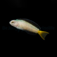 Meiacanthus mossambicus - Afrikanischer Leierschwanz Schleimfisch