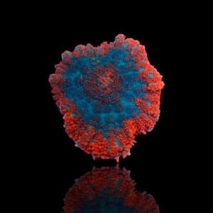 Rhodactis Bullseye Red ( per ear )