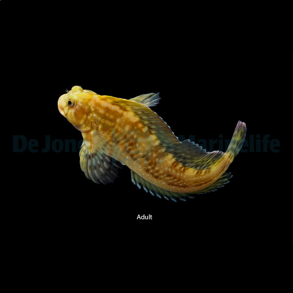 Scartella cristata - Hahnenkamm-Schleimf box