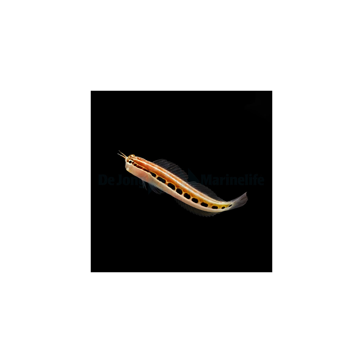 Ecsenius lineatus - Gestreifter Blenny