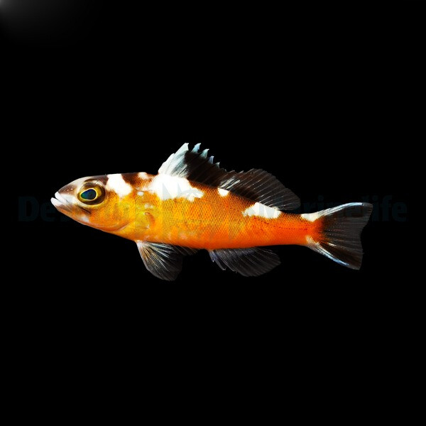 Serranus tabacarius - Tabak-Sägebar box