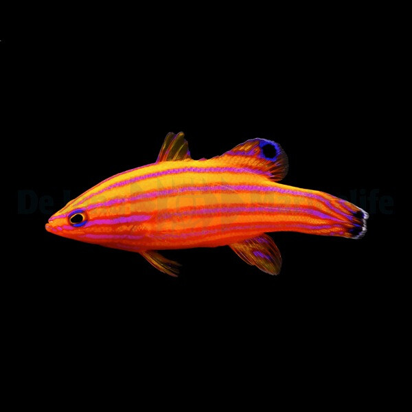 Liopropoma carmabi -  Zwergbarsch