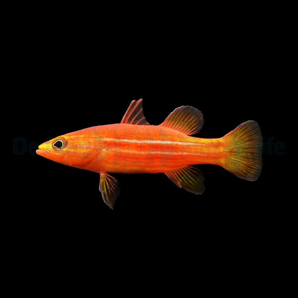 Liopropoma africanum - Zwergzackenbarsch