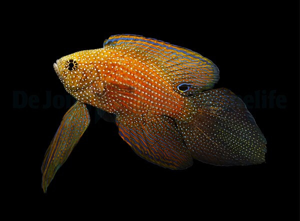 Calloplesiops argus - Phantom Mirakelbar box