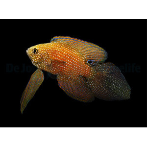 Calloplesiops argus - Phantom Mirakelbarsch