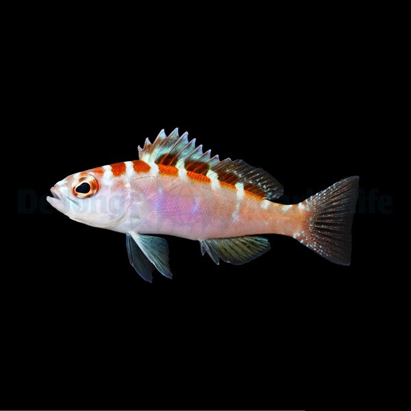Serranus tortugarum -  Tabakbarsch box