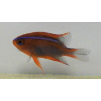 Neoglyphidodon crossi - Cross Riffbarsch