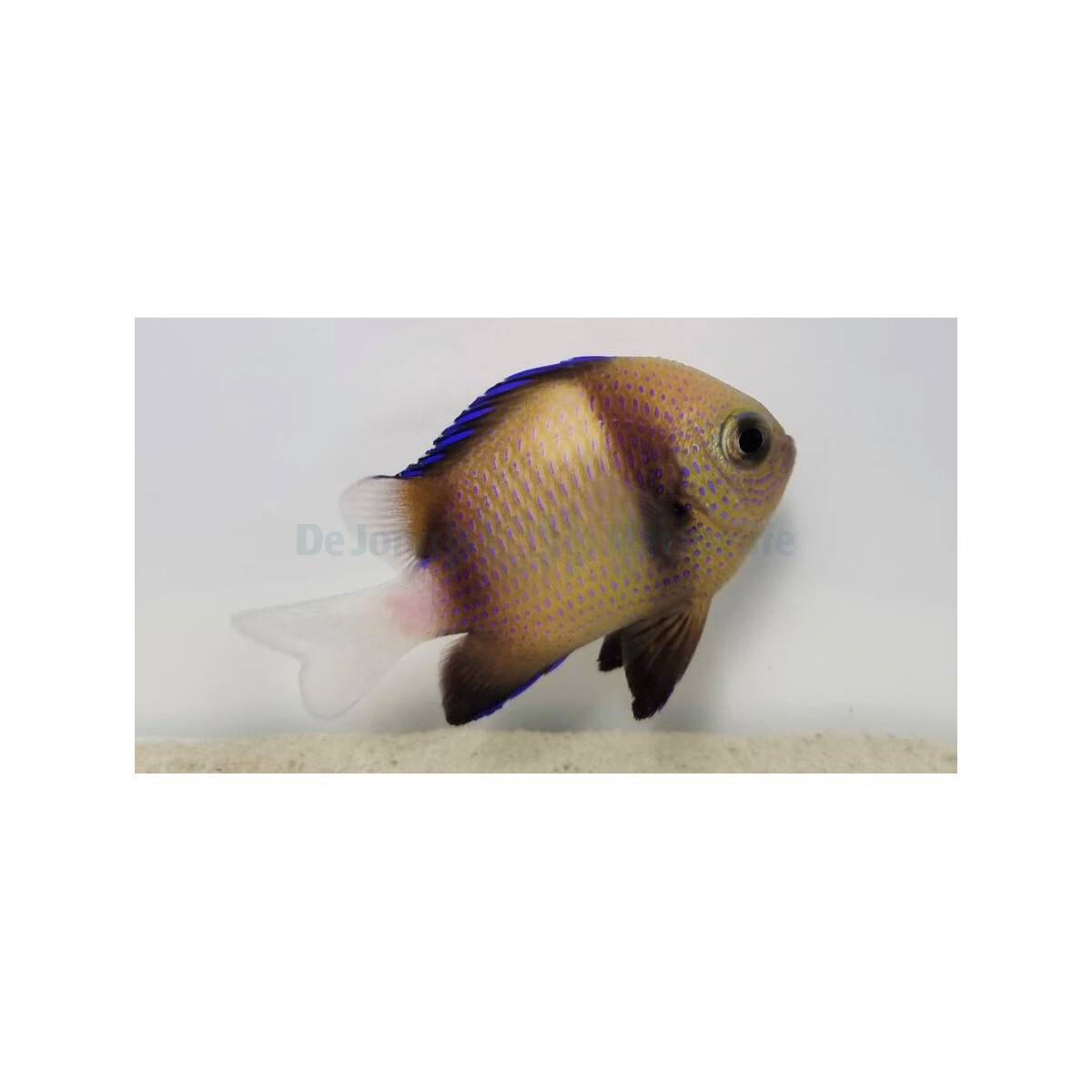 Dascyllus carneus - Weißschwanz-Preußenfisch