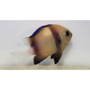 Dascyllus carneus - Weißschwanz-Preußenfisch