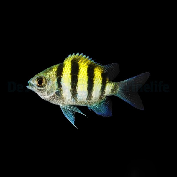 Abudefduf vaigiensis (Indo-Pacific) - Indo-Pazifischer Feldw