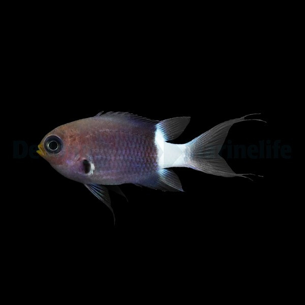 Chromis margaritifer - Zweifarben-Riffba box