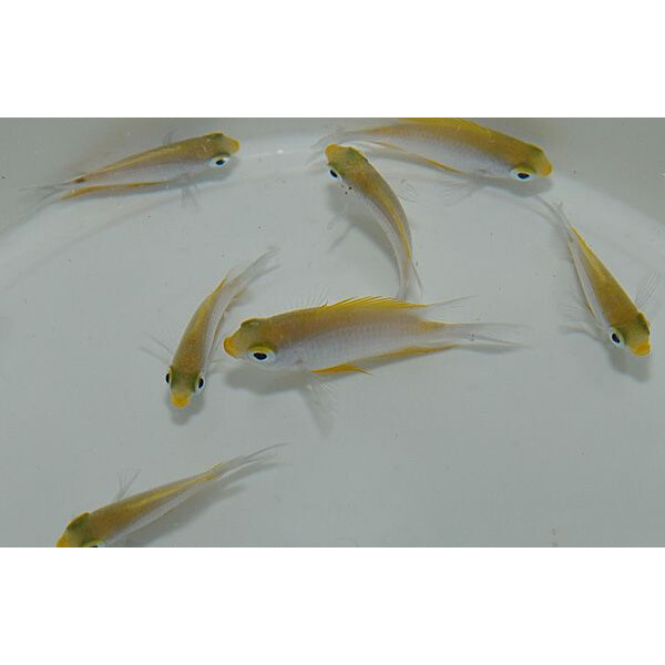 Amblyglyphidodon aureus - Goldener Riffbarsch