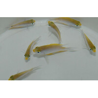 Amblyglyphidodon aureus - Goldener Riffbarsch