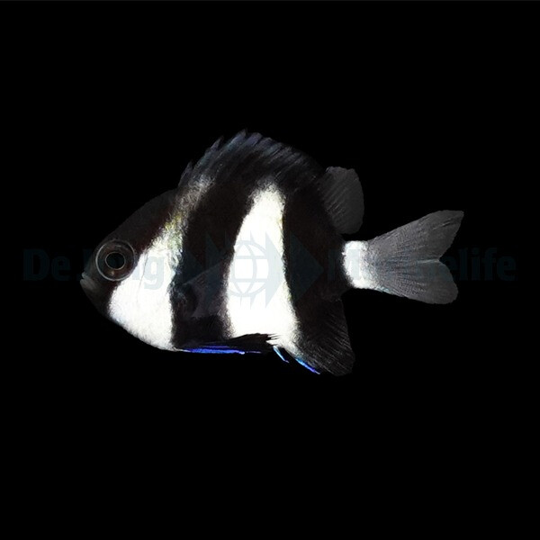 Dascyllus aruanus - Dreibinden-Preußenfisch