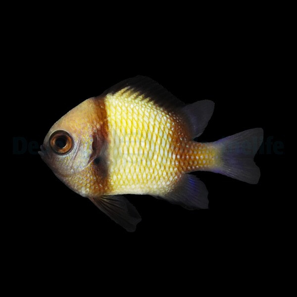 Dascyllus reticulatus - Netz-Preußenfisch