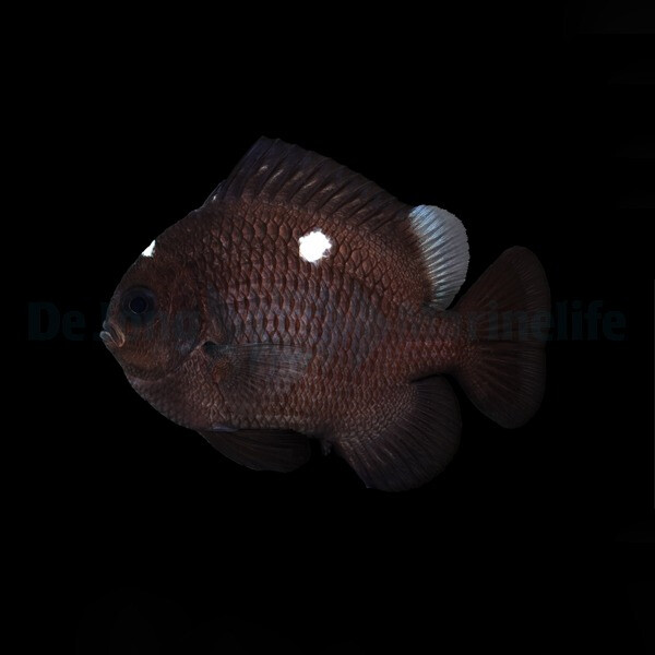 Dascyllus trimaculatus - Dreipunkt-Preussenfisch
