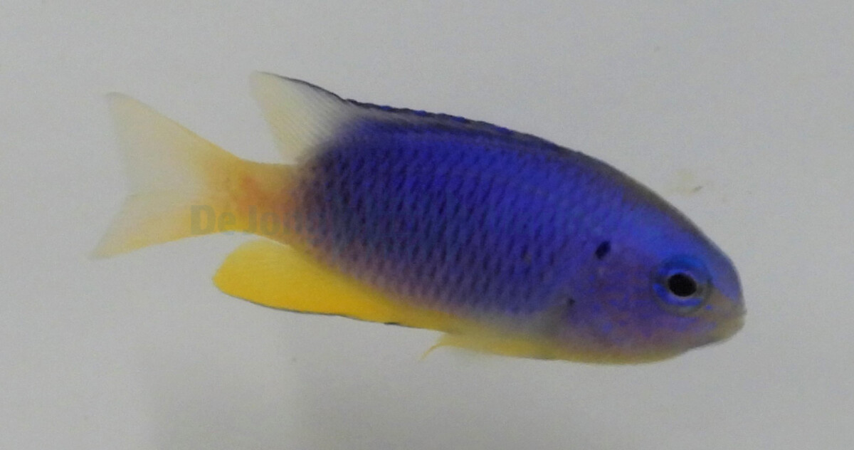 Pomacentrus coelestis - Neon Demoiselle box