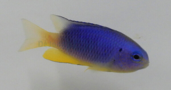Pomacentrus coelestis - Neon Demoiselle