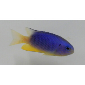 Pomacentrus coelestis - Neon Demoiselle