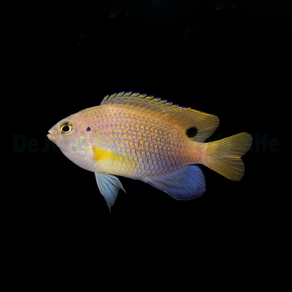 Pomacentrus vaiuli - Prinzen Demoiselle