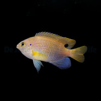 Pomacentrus vaiuli - Prinzen Demoiselle
