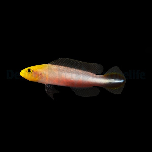 Pseudochromis bitaeniatus - Doppelstreif box
