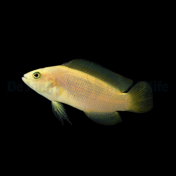 Pseudochromis fuscus - Brauner Zwergbars box