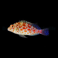 Cirrhitichthys oxycephalus - Gefleckter Korallenwächter
