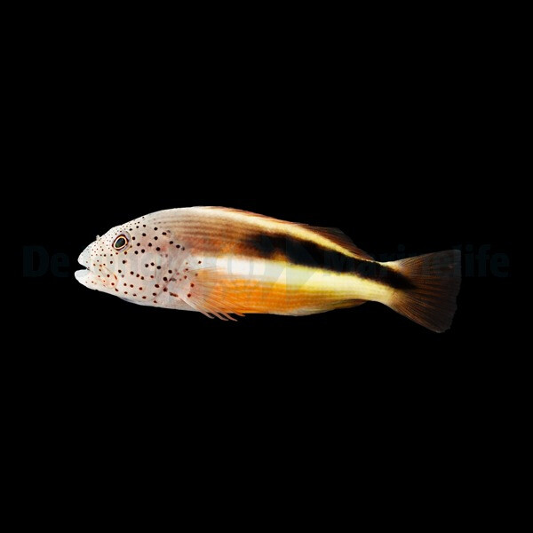 Paracirrhites forsteri - Forsters Korallenwächter