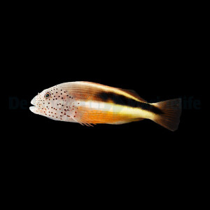 Paracirrhites forsteri - Forsters Korallenwächter