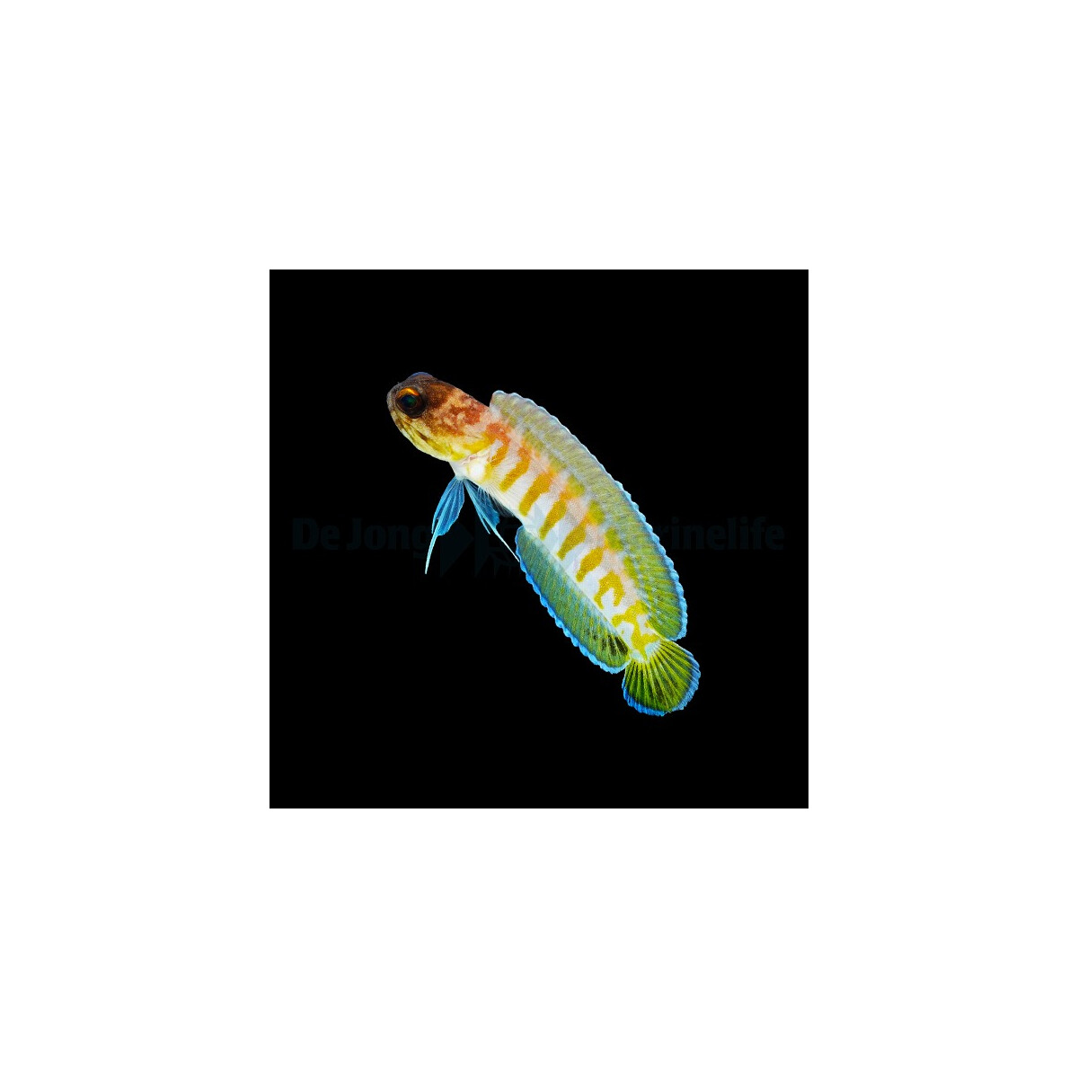 Opistognathus randalli - Brunnenbauer