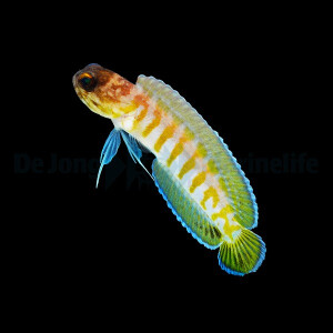 Opistognathus randalli - Brunnenbauer