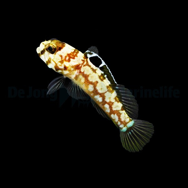 Opistognathus dendriticus - Dickkopf-Bru box