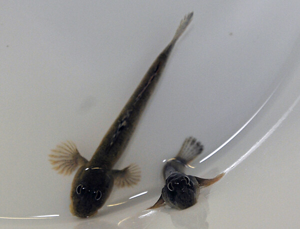 Periophthalmus kalolo - Schlammspringer