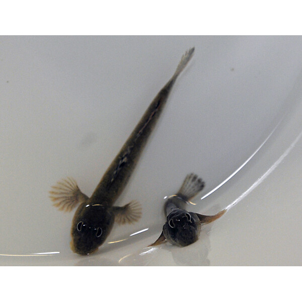 Periophthalmus kalolo - Schlammspringer