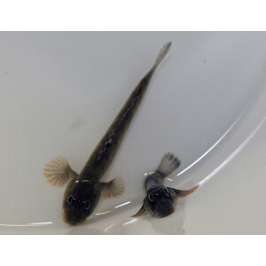 Periophthalmus kalolo - Schlammspringer