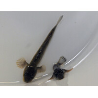 Periophthalmus kalolo - Schlammspringer