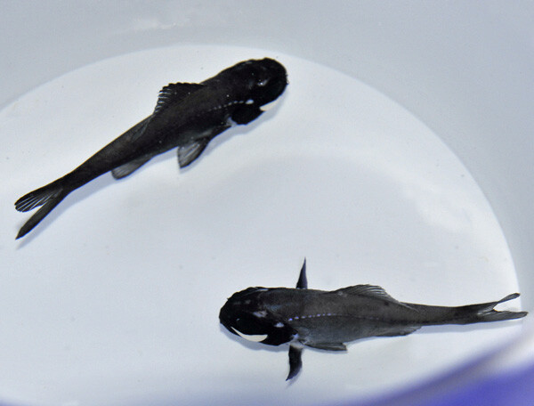 Photoblepharon palpebratum - Leuchtfisch, Taschenlampenfisch