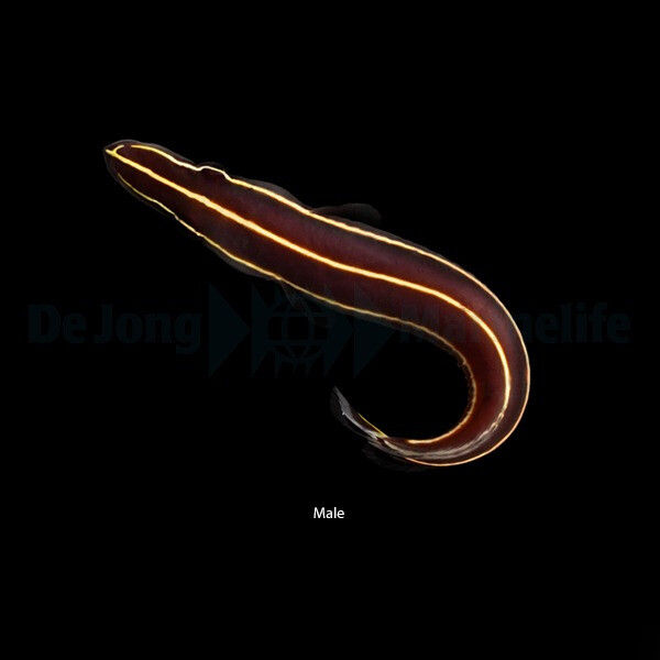 Diademichthys lineatus - Gestreifter Schildbauch
