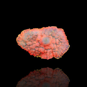 Rhodactis Pumpkin Spice - per Ohr