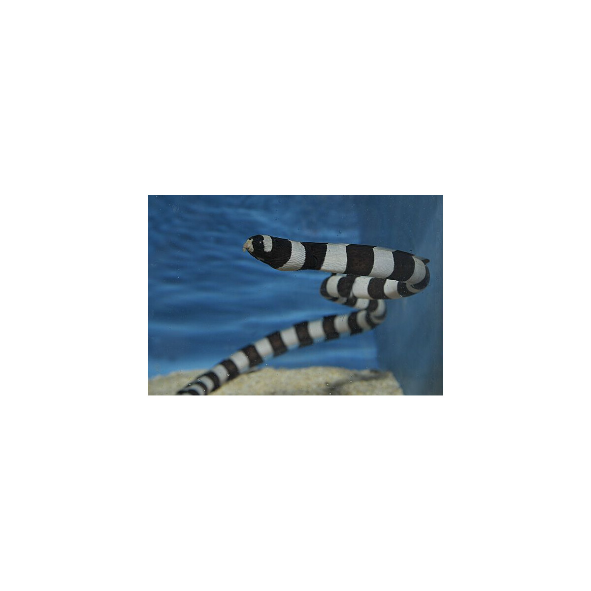 Myrichthys colubrinus - Geringelter Schlangenaal