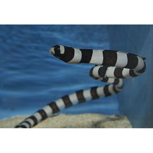 Myrichthys colubrinus - Geringelter Schlangenaal