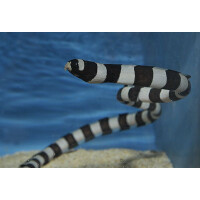 Myrichthys colubrinus - Geringelter Schlangenaal