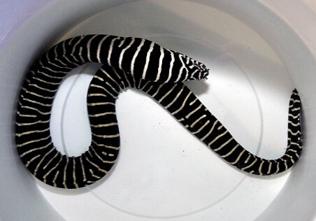 Gymnomuraena zebra - Zebramuräne box