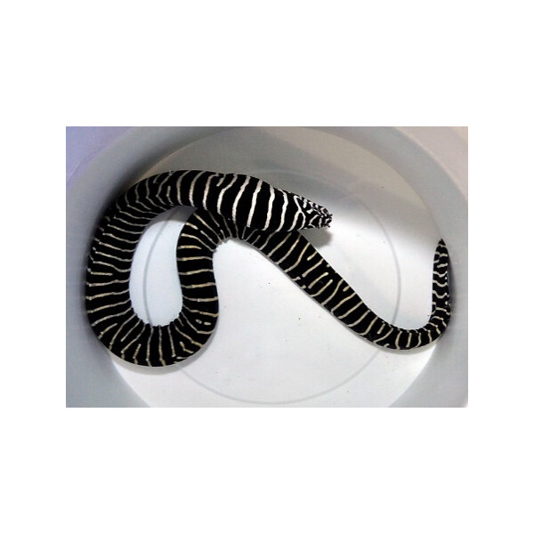Gymnomuraena zebra - Zebramuräne