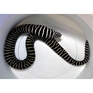 Gymnomuraena zebra - Zebramuräne