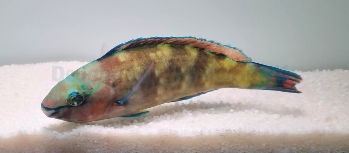 Scarus psittacus - Fahlnasen-Papageifisch